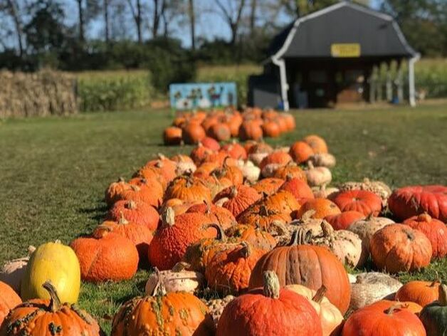 pick n patch pumpkins 2