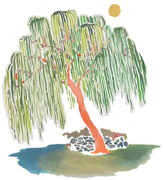 Willow tree